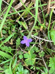 Houstonia pusilla
