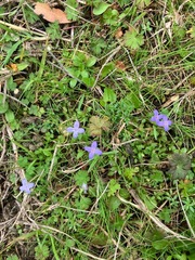 Houstonia pusilla