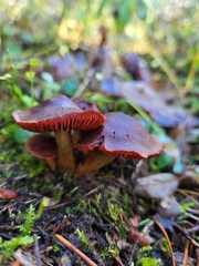 Cortinarius smithii