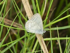 Zizina otis labradus