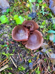 Cortinarius smithii