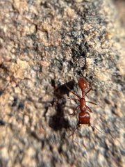 Pogonomyrmex subnitidus
