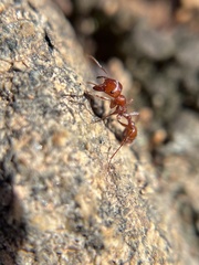 Pogonomyrmex subnitidus
