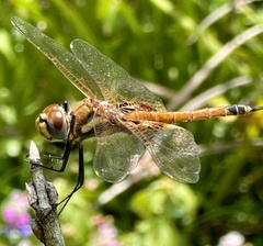 Tramea loewii