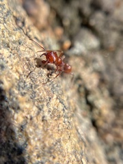 Pogonomyrmex subnitidus