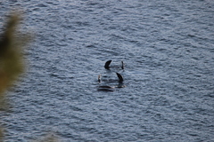 Otariidae