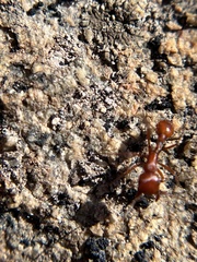 Pogonomyrmex subnitidus