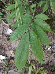 Millettia pachycarpa