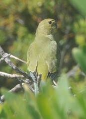 Neophema chrysostoma