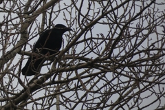 Corvus corone