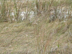 Aeschynomene pratensis