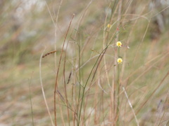 Aeschynomene pratensis