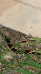 Oxyrhopus petolarius