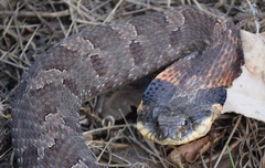 Heterodon platirhinos
