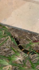 Oxyrhopus petolarius
