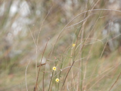 Aeschynomene pratensis