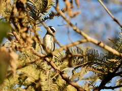 Setophaga nigrescens