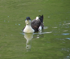 Anas platyrhynchos domesticus