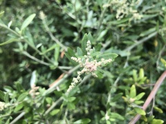 Rhagodia candolleana