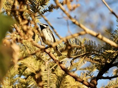 Setophaga nigrescens