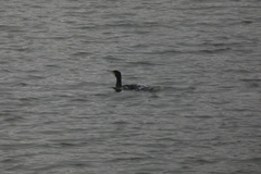 Phalacrocorax carbo