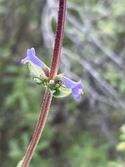 Salvia munzii