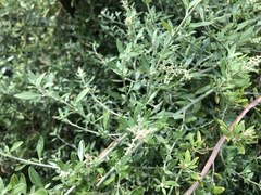 Rhagodia candolleana