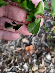 Dodonaea triangularis