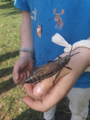 Dictyophorus griseus