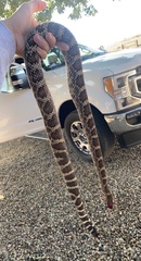 Crotalus oreganus helleri