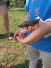 Dictyophorus griseus