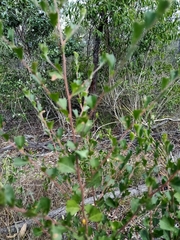 Dodonaea triangularis