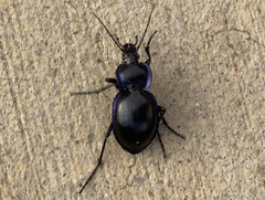 Carabus finitimus