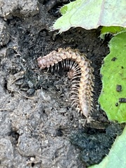 Nearctodesmidae