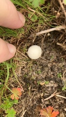Lycoperdon pratense