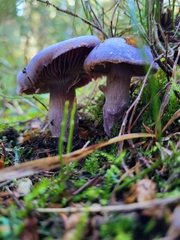 Cortinarius traganus
