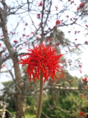 Erythrina abyssinica