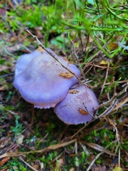Cortinarius traganus