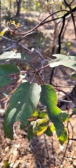 Arbutus