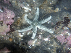 Leptasterias hexactis