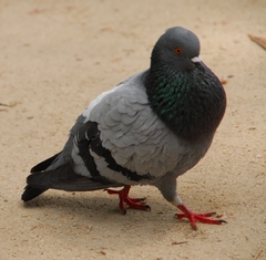 Columba livia domestica