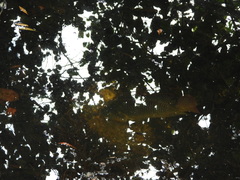 Oreochromis