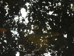 Oreochromis