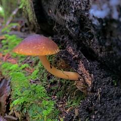 Pluteus romellii