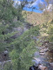 Cupressus forbesii