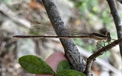 Lestes alacer