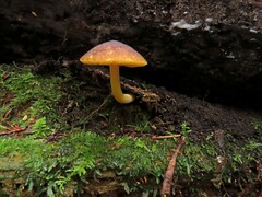 Pluteus romellii