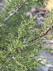 Cupressus forbesii