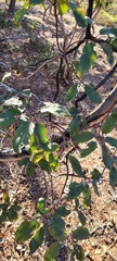 Arbutus