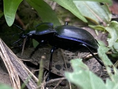 Carabus finitimus